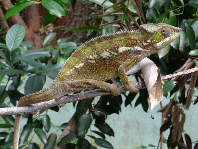 Chameleon Panthere Furcifer Pardalis